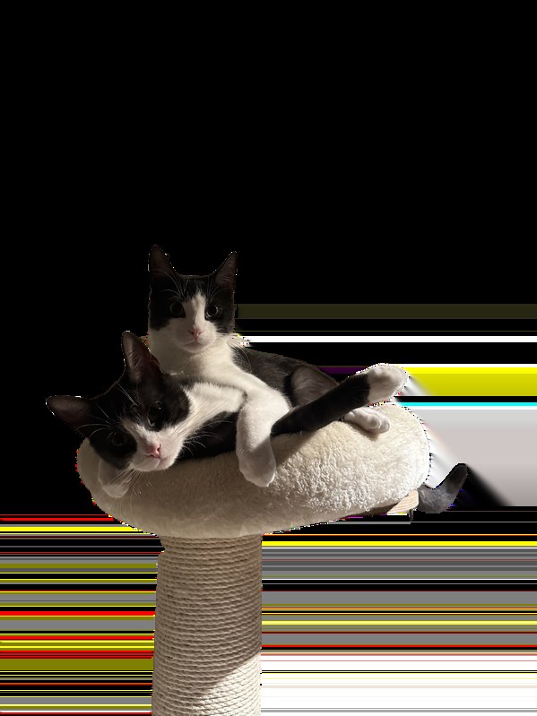 Odysseus and Karl, the house cats
