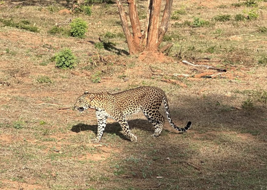 A leopard walking near Yala National Park